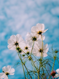 Туманность