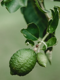 Звёздные треки